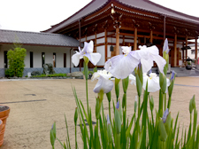 四季の花「菖蒲」