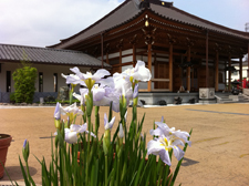 四季の花「菖蒲2」