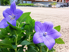 四季の花「桔梗」