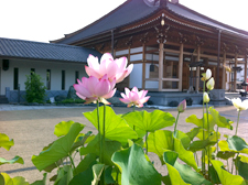 四季の花「蓮」